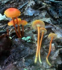 Attēlu rezultāti vaicājumam “Hygrocybe cantharellus”
