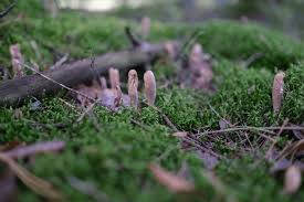 Attēlu rezultāti vaicājumam “Clavariadelphus ligula”