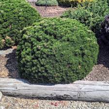 Attēlu rezultāti vaicājumam “Pinus mugo”