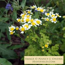 Image result for Tanacetum parthenium