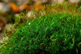 Attēlu rezultāti vaicājumam “Atrichum undulatum sporophyte”