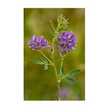 Attēlu rezultāti vaicājumam “Medicago sativa subsp. sativa”