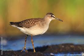 Attēlu rezultāti vaicājumam “Tringa glareola”