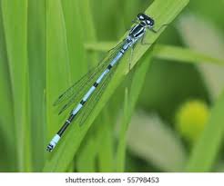 Attēlu rezultāti vaicājumam “Coenagrion puella male”