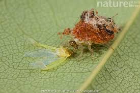 Attēlu rezultāti vaicājumam “Chrysopidae larva”