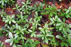 Attēlu rezultāti vaicājumam “Chimaphila umbellata leaf”