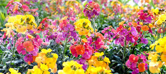 Image result for Cheiranthus cheiri