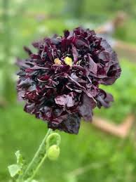 Image result for Papaver somniferum Black