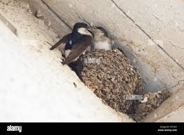 Attēlu rezultāti vaicājumam “Delichon urbicum nest”