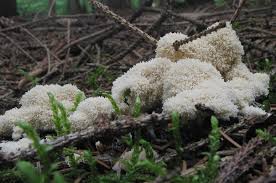 Attēlu rezultāti vaicājumam “Fuligo candida”