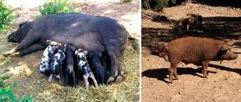 Image result for Sarda sarda