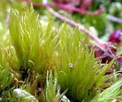 Attēlu rezultāti vaicājumam “Dicranum bonjeanii”