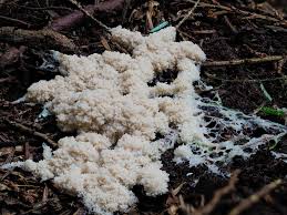 Attēlu rezultāti vaicājumam “Fuligo septica var. candida spores”