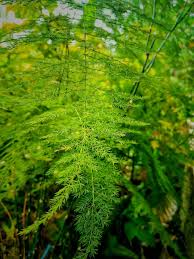 Attēlu rezultāti vaicājumam “Asparagus officinalis leaf”