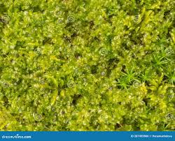 Attēlu rezultāti vaicājumam “Plagiomnium affine”