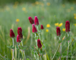 Image result for Trifolium incarnatum