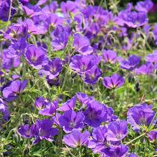 Image result for Geranium `Purple Haze`