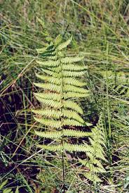Attēlu rezultāti vaicājumam “Thelypteris palustris”
