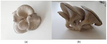 Attēlu rezultāti vaicājumam “Pleurotus ostreatus”