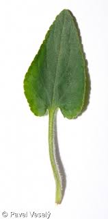 Attēlu rezultāti vaicājumam “Viola hirta leaf”