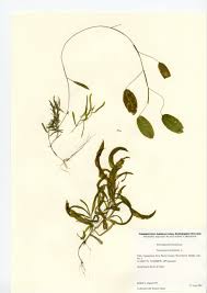 Attēlu rezultāti vaicājumam “Potamogeton gramineus”