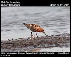 Image result for Calidris ferruginea