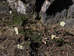 Attēlu rezultāti vaicājumam “Spergula morisonii”