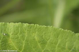 Attēlu rezultāti vaicājumam “Primula veris leaf”