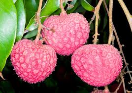 Image result for Litchi chinensis