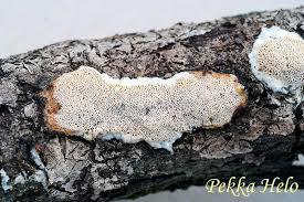 Attēlu rezultāti vaicājumam “Ceriporiopsis resinascens”