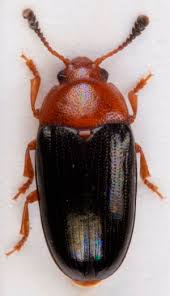 Attēlu rezultāti vaicājumam “Triplax aenea”