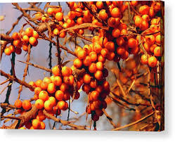 Attēlu rezultāti vaicājumam “Hippophae rhamnoides”