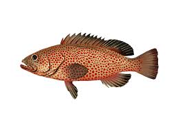 Image result for Epinephelus guttatus