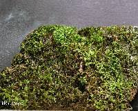Attēlu rezultāti vaicājumam “Bryum caespiticium”