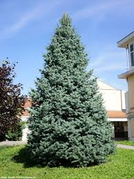 Attēlu rezultāti vaicājumam “Abies concolor”