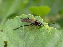 Attēlu rezultāti vaicājumam “Tenthredo mandibularis”