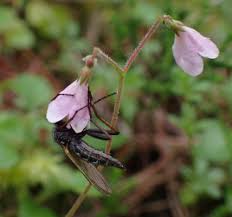 Attēlu rezultāti vaicājumam “Linnaea borealis”