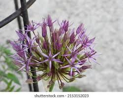 Image result for Zierlauch