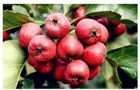 Attēlu rezultāti vaicājumam “Crataegus monogyna fruit”