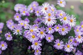 Image result for Aster novi-belgii