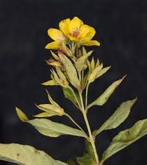 Attēlu rezultāti vaicājumam “Lysimachia vulgaris”