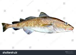 Image result for Gadus macrocephalus