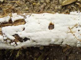 Attēlu rezultāti vaicājumam “Physisporinus sanguinolentus”