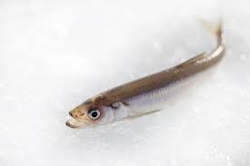 Image result for Osmerus eperlanus