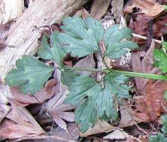 Attēlu rezultāti vaicājumam “Ranunculus repens leaf”