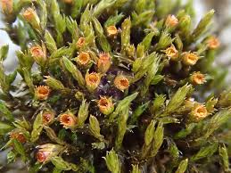 Attēlu rezultāti vaicājumam “Schistidium apocarpum”