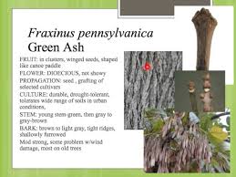 Attēlu rezultāti vaicājumam “Fraxinus pennsylvanica fruit”