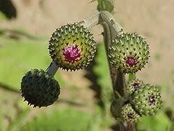 Attēlu rezultāti vaicājumam “Cirsium acaule fruit”
