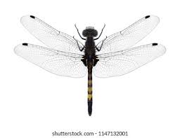 Attēlu rezultāti vaicājumam “Leucorrhinia pectoralis”