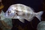 Image result for Diplodus ascensionis